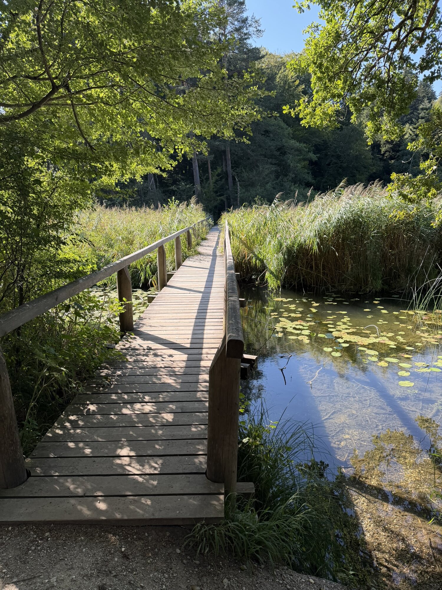 Holzsteg über einen Weiher mit Schilf und Seerosen